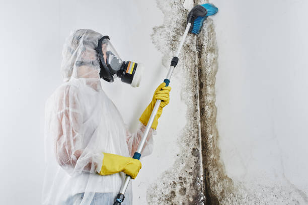 Best Black Mold Removal  in Alb, IA