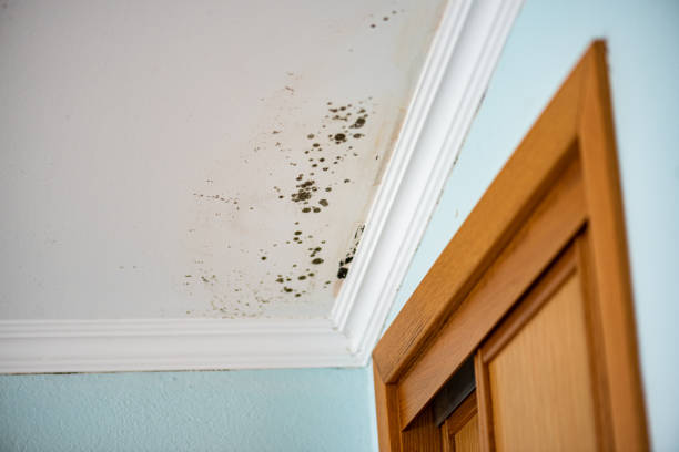 Mold Testing and Removal in Albia, IA