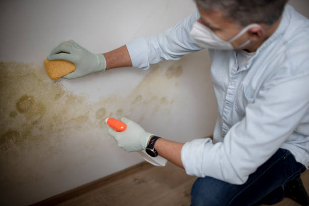 Best Certified Mold Removal  in Alb, IA