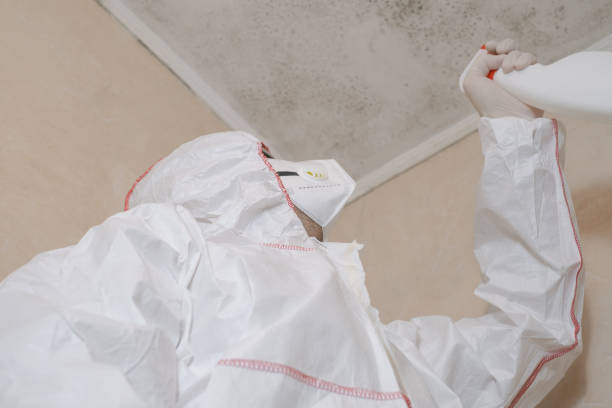 Office Mold Removal Services in Albia, IA