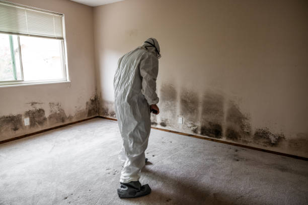 Best Crawl Space Mold Removal  in Alb, IA