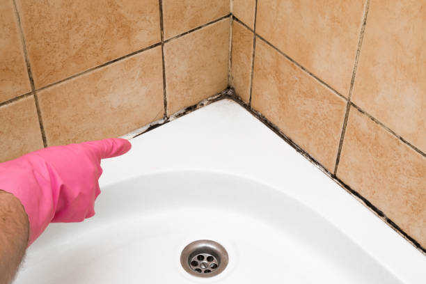 Best Residential Mold Removal  in Alb, IA