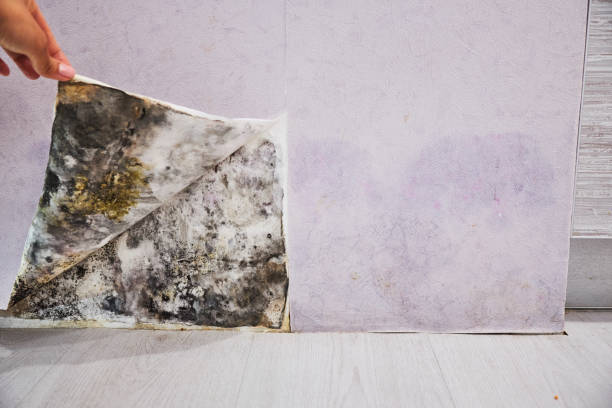 Best Mold Remediation Services  in Alb, IA